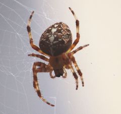 Araneus diadematus