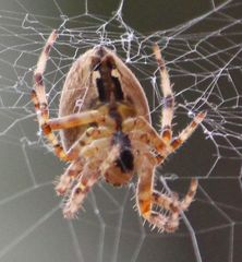 Araneus diadematus