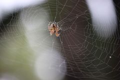 Araneus diadematus
