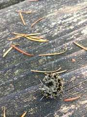Lophocampa roseata