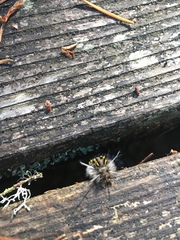 Lophocampa roseata
