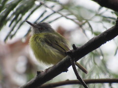 Todirostrum maculatum