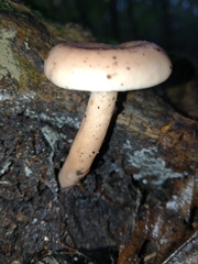 Lactarius decipiens