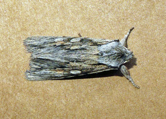 Lithophane leautieri