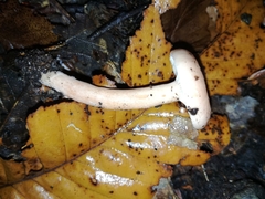 Lactarius decipiens