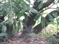Turdus merula