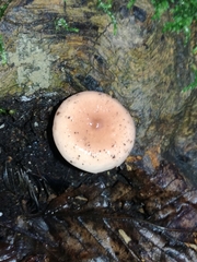 Lactarius decipiens