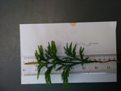 Dendrolycopodium hickeyi