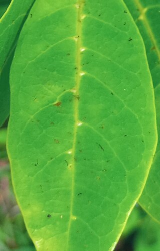 Antidesma madagascariense
