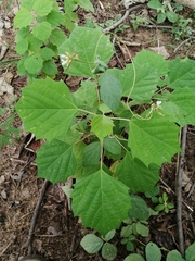 Gmelina