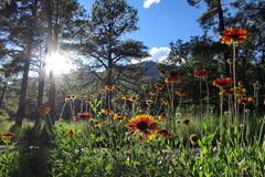 Gaillardia × grandiflora
