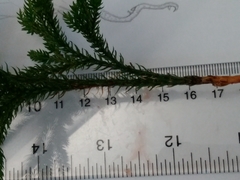 Dendrolycopodium hickeyi