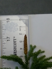 Dendrolycopodium hickeyi