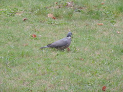Columba palumbus