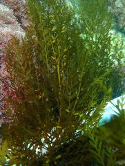 Sargassum horneri