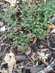 Polygonum aviculare