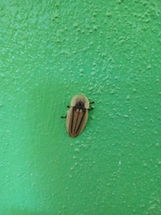 Cratomorphus signativentris