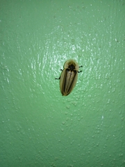 Cratomorphus signativentris