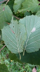 Phyllonorycter nicellii