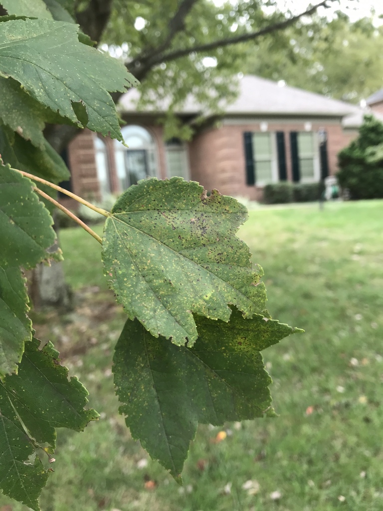 red maple from Blenheim Way, Lexington, KY, US on October 16, 2019 at