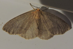 Lambdina pellucidaria
