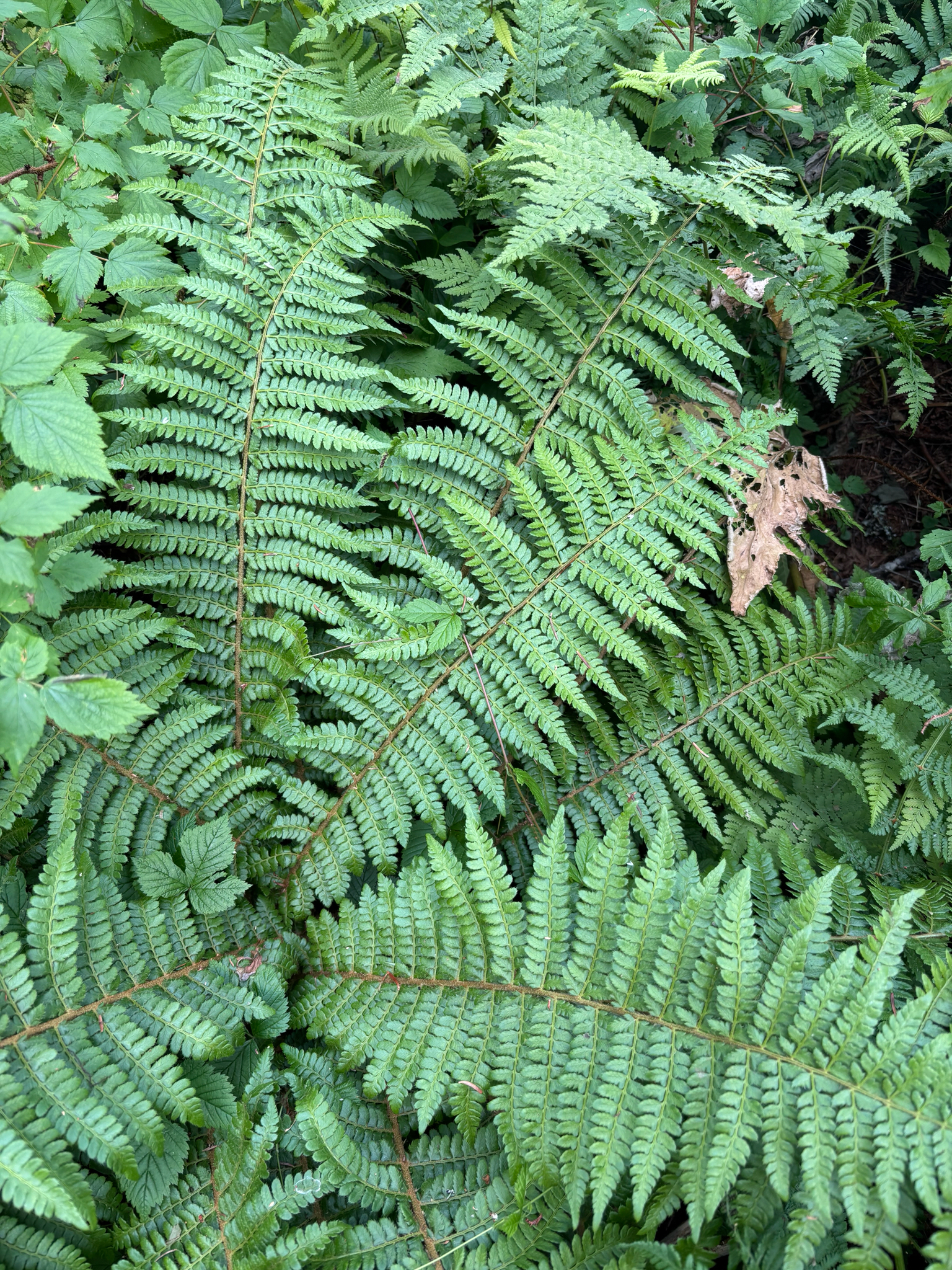 Polystichum braunii