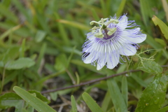 Passiflora