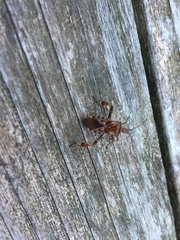 Leptoglossus occidentalis