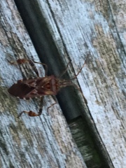Leptoglossus occidentalis