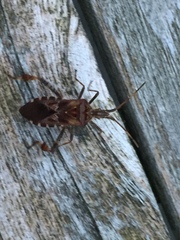 Leptoglossus occidentalis