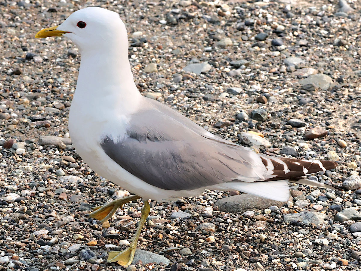 Short-billed Gull