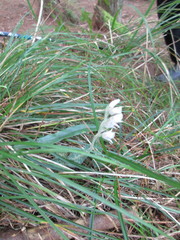 Goodyera schlechtendaliana