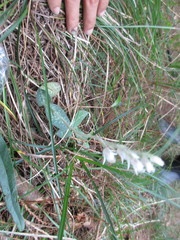 Goodyera schlechtendaliana