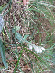 Goodyera schlechtendaliana