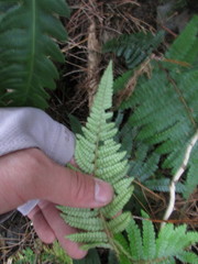 Polystichum parvipinnulum