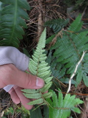 Polystichum parvipinnulum