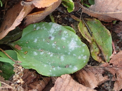 Podosphaera plantaginis