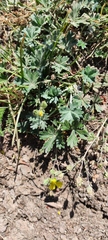 Potentilla calabra, photograph (c) fmunoz, some rights reserved (CC BY)