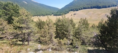 Pinus heldreichii, photograph (c) fmunoz, some rights reserved (CC BY)