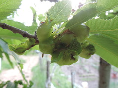 Dryocosmus kuriphilus