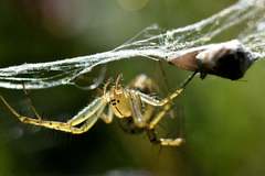 Cheiracanthium inclusum