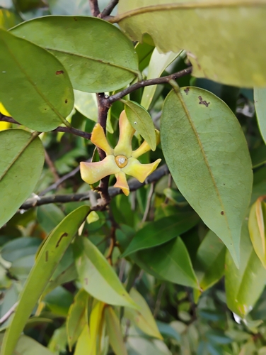 Guatteria schomburgkiana, 2025-07-24