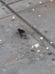 Sturnus vulgaris