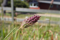 Phalaris californica