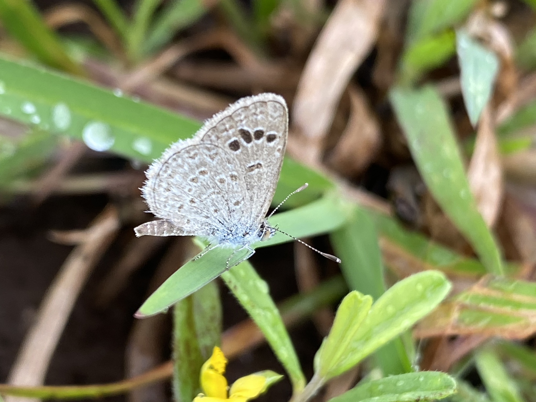 Lesser Grass Blue