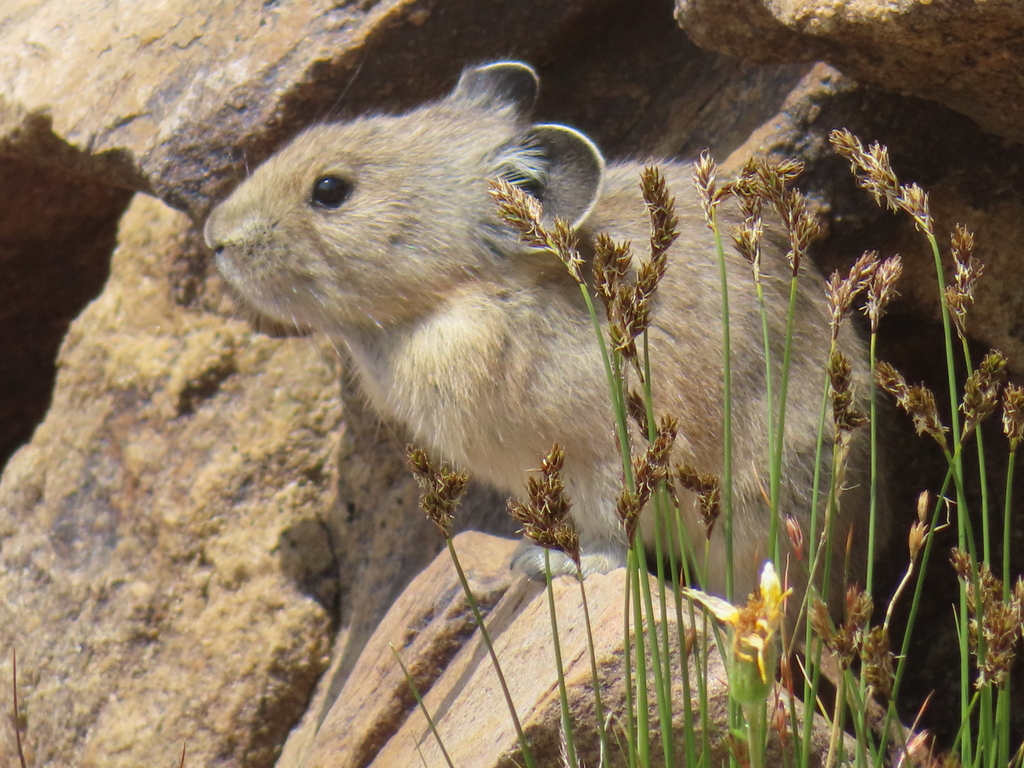 Uinta Pika