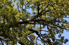 Quercus macrocarpa