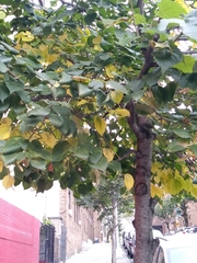 Magnoliopsida