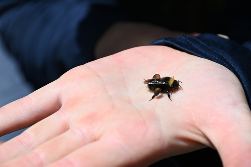 Western Bumble Bee photographed in Wyoming