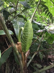 Anthurium caperatum